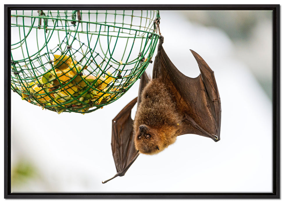 Flughund beim Fressen auf Leinwandbild gerahmt Größe 100x70