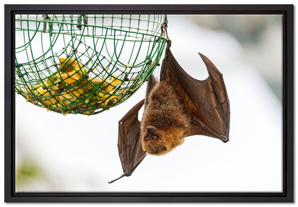 Flughund beim Fressen auf Leinwandbild gerahmt Größe 60x40