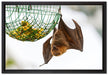 Flughund beim Fressen auf Leinwandbild gerahmt Größe 60x40