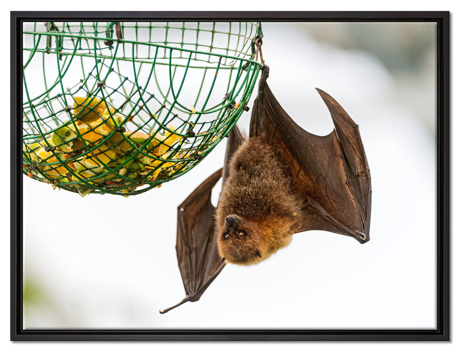 Flughund beim Fressen auf Leinwandbild gerahmt Größe 80x60