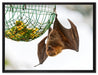 Flughund beim Fressen auf Leinwandbild gerahmt Größe 80x60