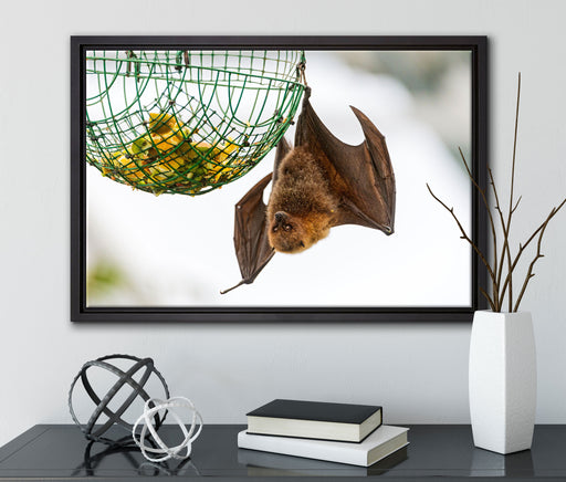 Flughund beim Fressen auf Leinwandbild gerahmt mit Kirschblüten