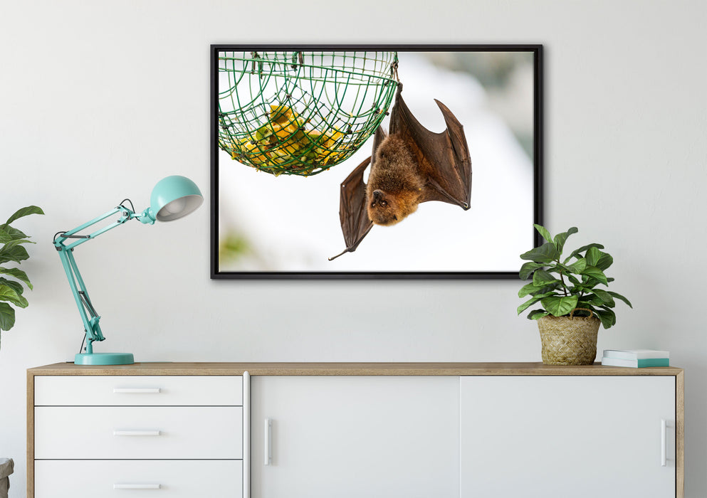 Flughund beim Fressen auf Leinwandbild gerahmt verschiedene Größen im Wohnzimmer