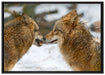 liebevolle Wölfe im Schnee auf Leinwandbild gerahmt Größe 100x70