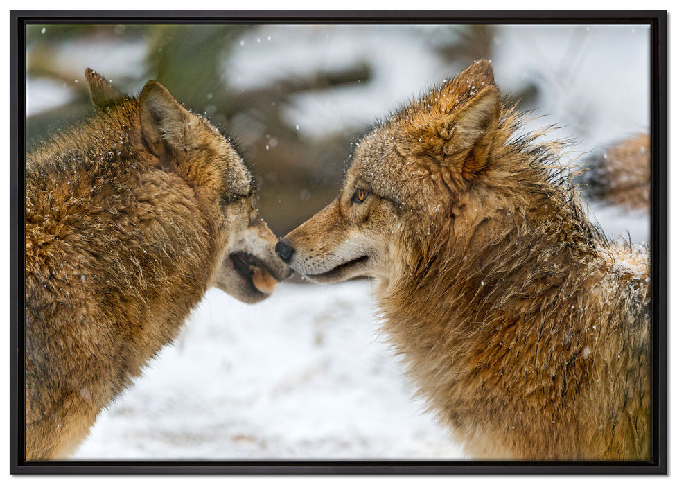 liebevolle Wölfe im Schnee auf Leinwandbild gerahmt Größe 100x70