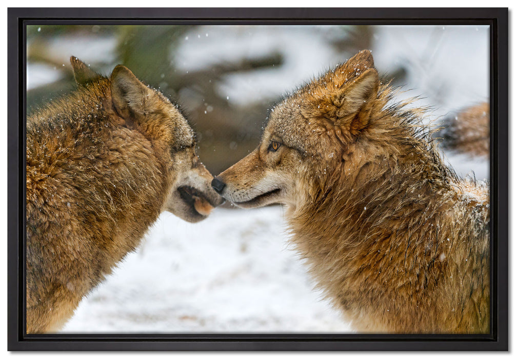 liebevolle Wölfe im Schnee auf Leinwandbild gerahmt Größe 60x40