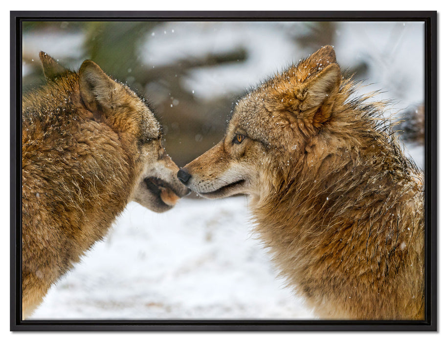 liebevolle Wölfe im Schnee auf Leinwandbild gerahmt Größe 80x60