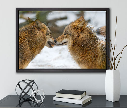 liebevolle Wölfe im Schnee auf Leinwandbild gerahmt mit Kirschblüten
