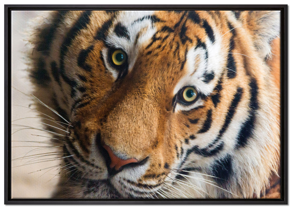 bildschöner Tiger auf Leinwandbild gerahmt Größe 100x70