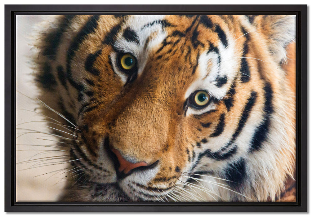 bildschöner Tiger auf Leinwandbild gerahmt Größe 60x40