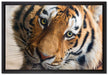 bildschöner Tiger auf Leinwandbild gerahmt Größe 60x40