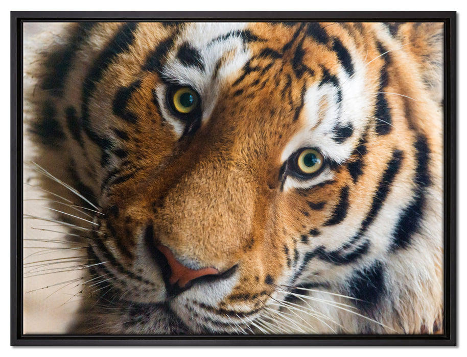 bildschöner Tiger auf Leinwandbild gerahmt Größe 80x60