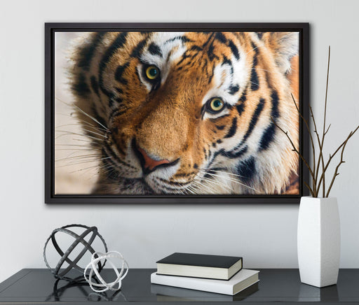 bildschöner Tiger auf Leinwandbild gerahmt mit Kirschblüten