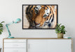 bildschöner Tiger auf Leinwandbild gerahmt verschiedene Größen im Wohnzimmer
