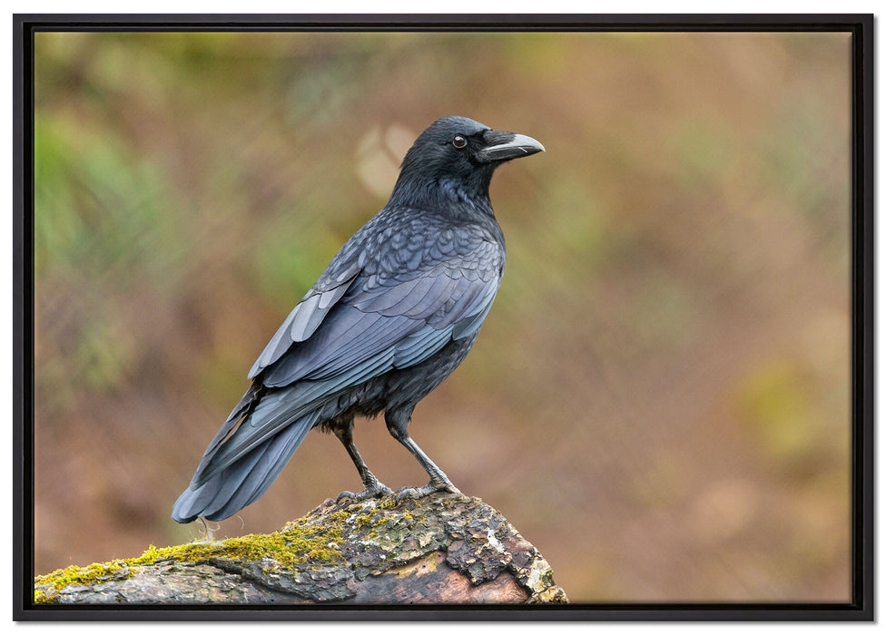 Krähe auf Baumstamm auf Leinwandbild gerahmt Größe 100x70