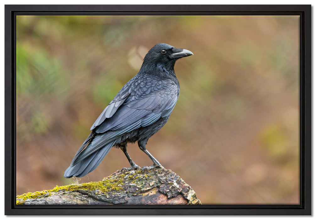 Krähe auf Baumstamm auf Leinwandbild gerahmt Größe 60x40