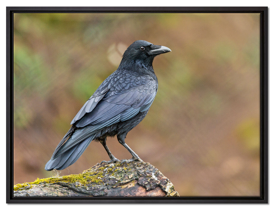 Krähe auf Baumstamm auf Leinwandbild gerahmt Größe 80x60