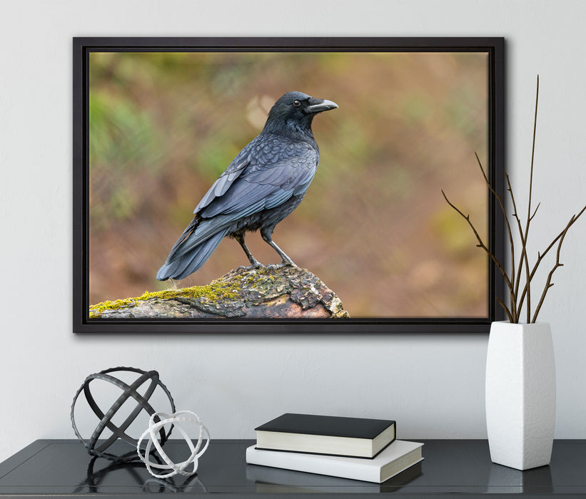 Krähe auf Baumstamm auf Leinwandbild gerahmt mit Kirschblüten