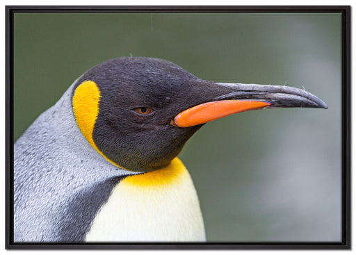 Kaiserpinguin im Profil auf Leinwandbild gerahmt Größe 100x70
