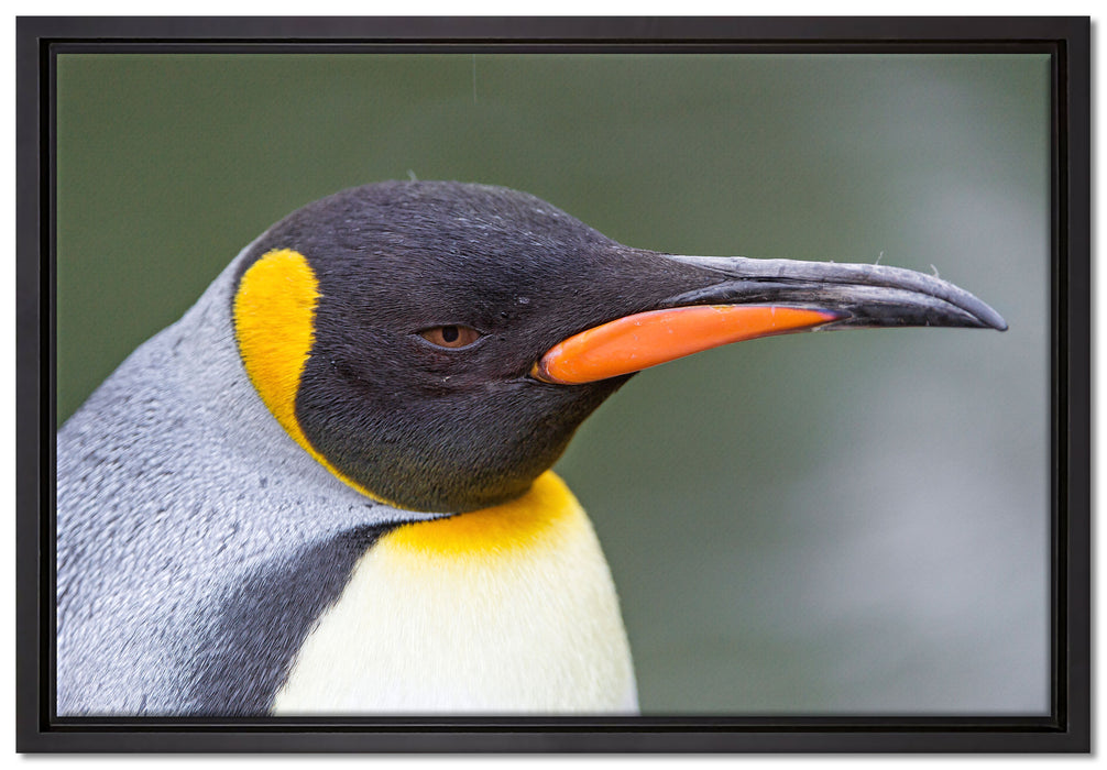 Kaiserpinguin im Profil auf Leinwandbild gerahmt Größe 60x40