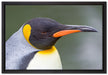 Kaiserpinguin im Profil auf Leinwandbild gerahmt Größe 60x40
