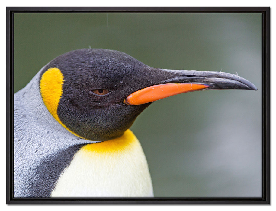 Kaiserpinguin im Profil auf Leinwandbild gerahmt Größe 80x60