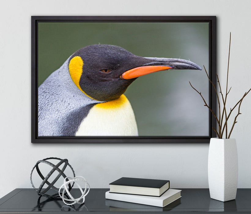 Kaiserpinguin im Profil auf Leinwandbild gerahmt mit Kirschblüten