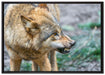 knurrender Wolf auf Leinwandbild gerahmt Größe 100x70