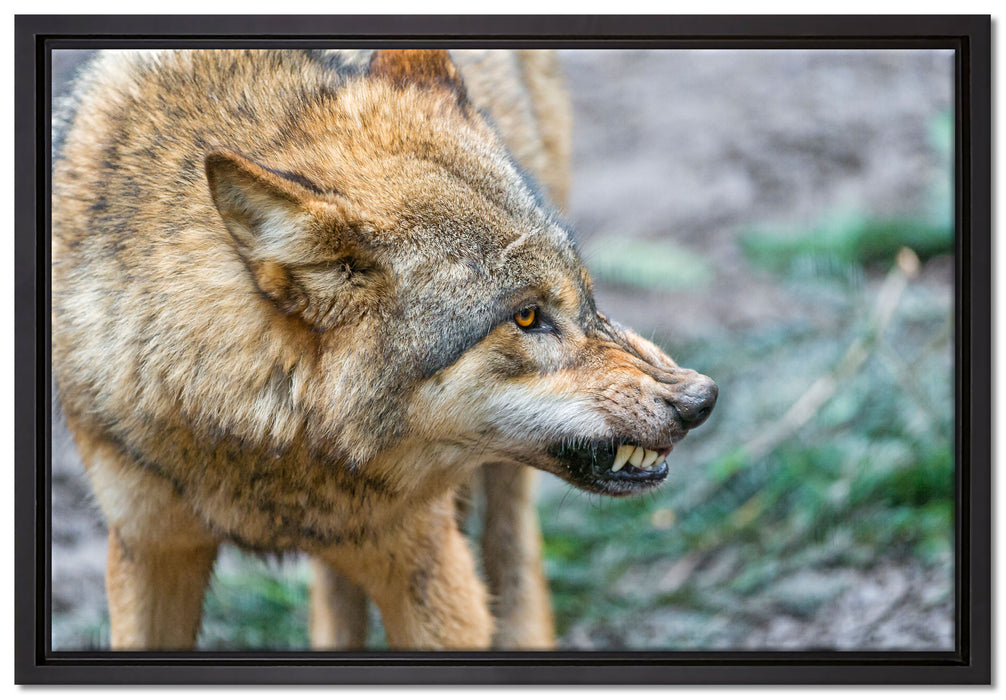 knurrender Wolf auf Leinwandbild gerahmt Größe 60x40