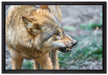knurrender Wolf auf Leinwandbild gerahmt Größe 60x40