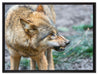 knurrender Wolf auf Leinwandbild gerahmt Größe 80x60
