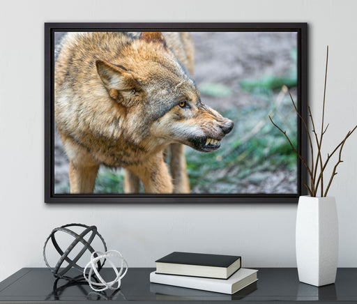 knurrender Wolf auf Leinwandbild gerahmt mit Kirschblüten
