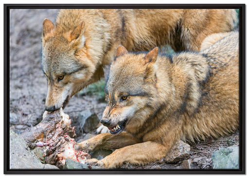 Wölfe beim Fressen auf Leinwandbild gerahmt Größe 100x70