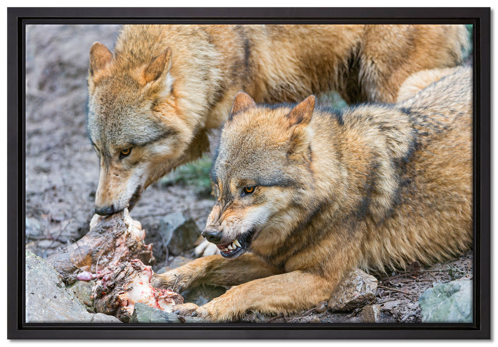 Wölfe beim Fressen auf Leinwandbild gerahmt Größe 60x40