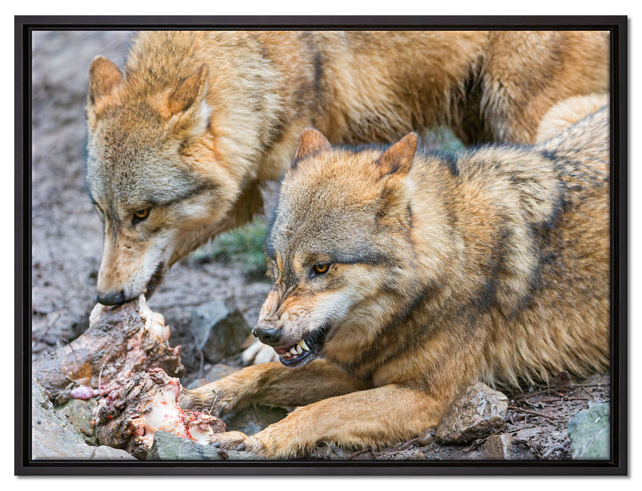 Wölfe beim Fressen auf Leinwandbild gerahmt Größe 80x60