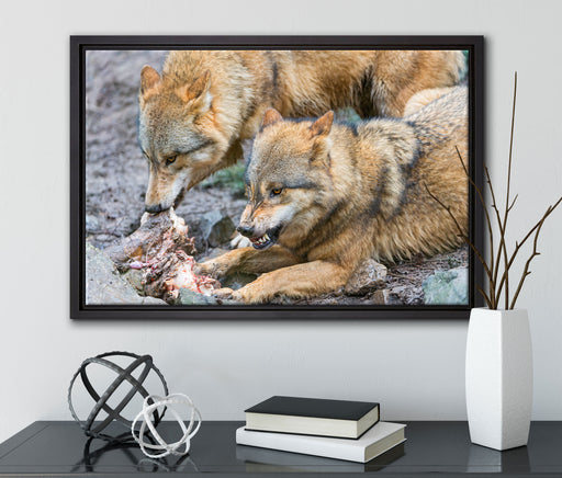 Wölfe beim Fressen auf Leinwandbild gerahmt mit Kirschblüten