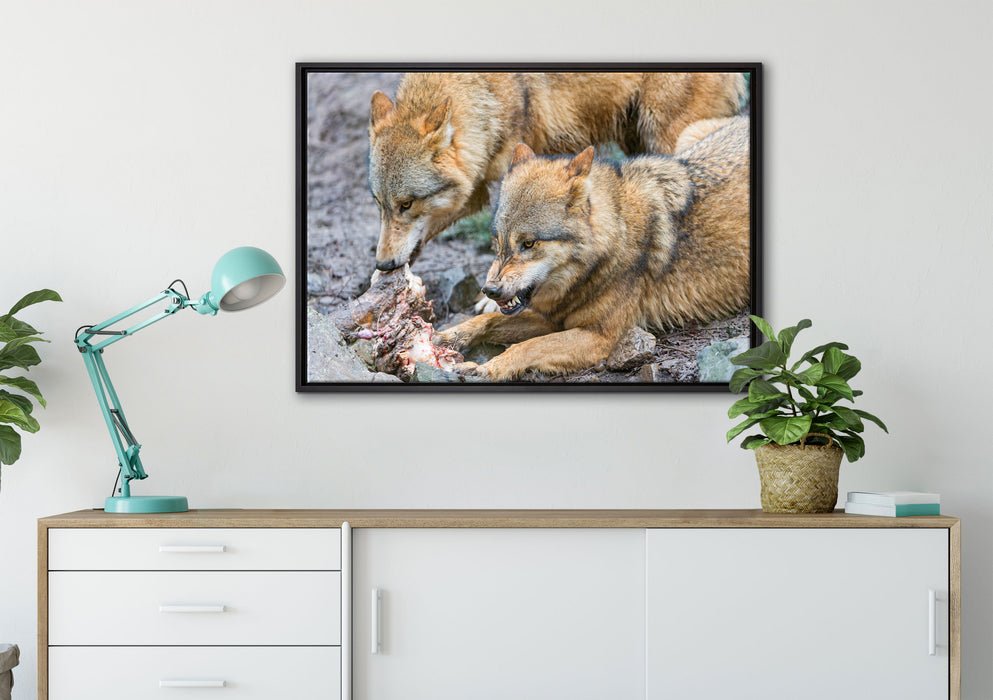 Wölfe beim Fressen auf Leinwandbild gerahmt verschiedene Größen im Wohnzimmer