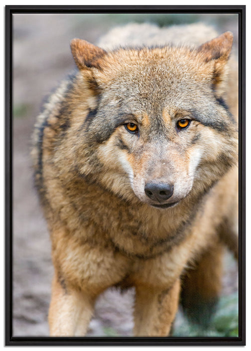scheuer Wolf auf Leinwandbild gerahmt Größe 100x70