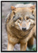scheuer Wolf auf Leinwandbild gerahmt Größe 100x70