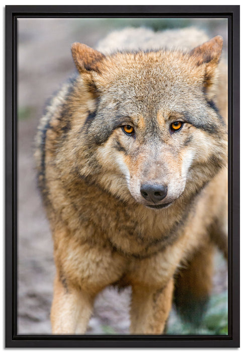 scheuer Wolf auf Leinwandbild gerahmt Größe 60x40