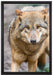 scheuer Wolf auf Leinwandbild gerahmt Größe 60x40