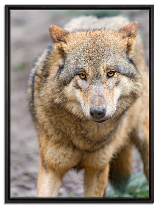 scheuer Wolf auf Leinwandbild gerahmt Größe 80x60
