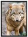 scheuer Wolf auf Leinwandbild gerahmt Größe 80x60