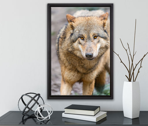 scheuer Wolf auf Leinwandbild gerahmt mit Kirschblüten