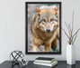 scheuer Wolf auf Leinwandbild gerahmt mit Kirschblüten
