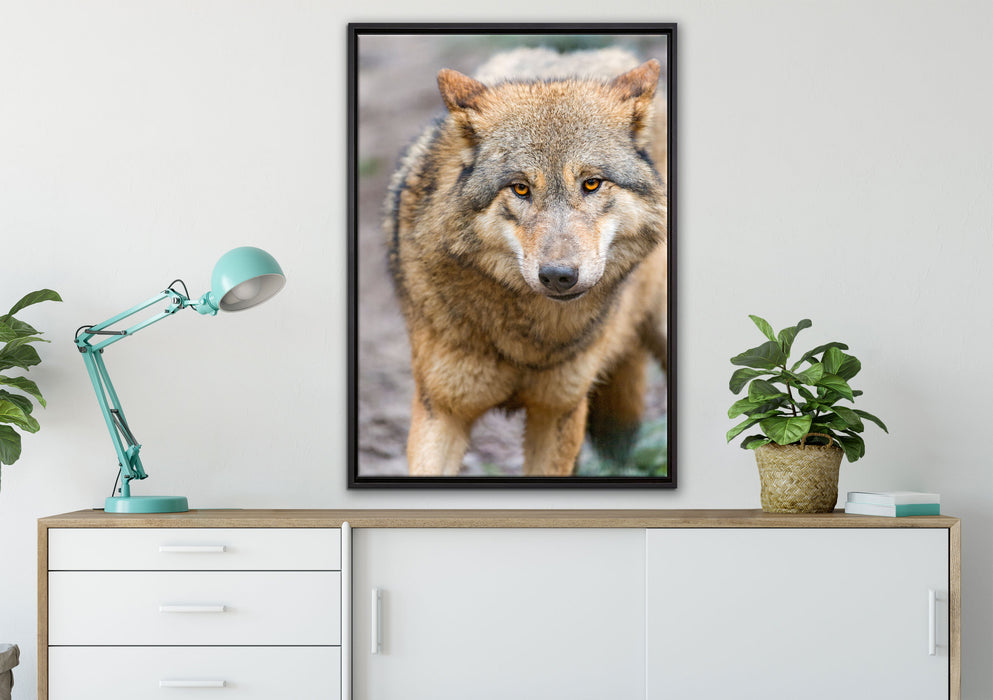 scheuer Wolf auf Leinwandbild gerahmt verschiedene Größen im Wohnzimmer