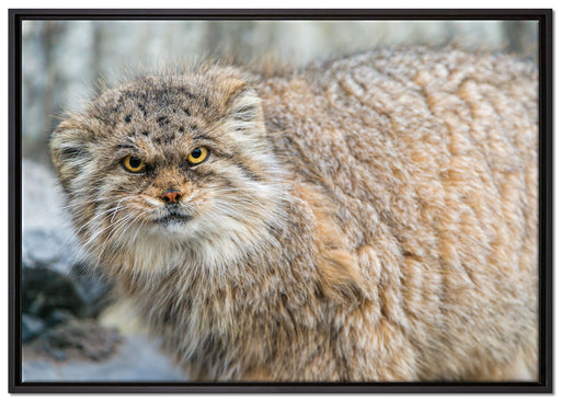 wütende Manul auf Leinwandbild gerahmt Größe 100x70