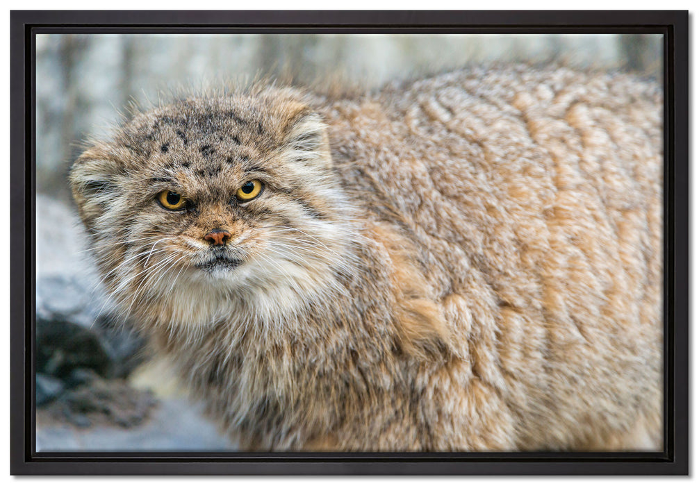 wütende Manul auf Leinwandbild gerahmt Größe 60x40