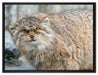 wütende Manul auf Leinwandbild gerahmt Größe 80x60