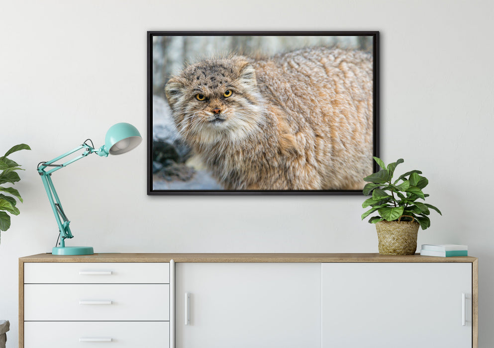 wütende Manul auf Leinwandbild gerahmt verschiedene Größen im Wohnzimmer